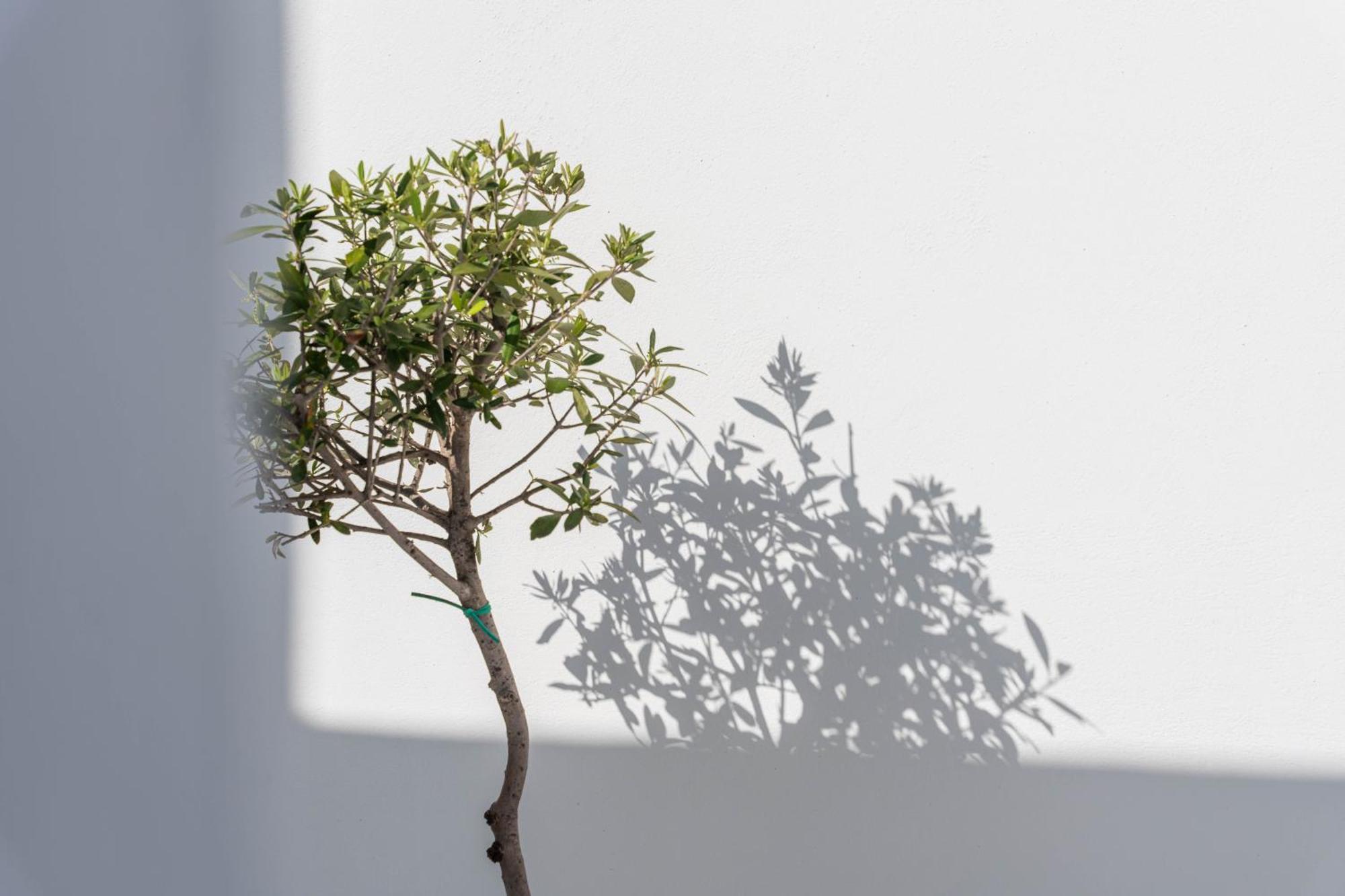 Cycladic Suites & Spa Фіра Екстер'єр фото